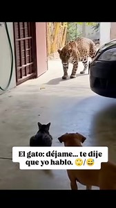 El gato déjamelo a mi 😂😂 #reels #funny @fansdestacados | Vamos Al Flow