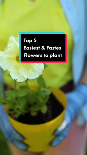 Top 5 Easiest and Fastes flowers to be planted in pot at home. Discover the top 5 easy-to-grow, fast-blooming flowers for your pots at home: Marigolds, Nasturtiums, Zinnias, Sunflowers, and Sweet Alyssum. Transform your garden or balcony in no time! 🌼🌱 #ContainerGardening #EasyPlants #FastGrowingFlowers #GardeningTips