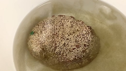 Springtime White Abalone Spawning at Bodega Marine Lab