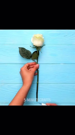 The rainbow rose | Vector Live