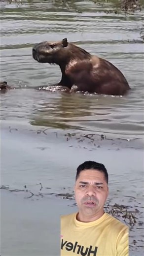 onça saiu capivara Toma Jack populando