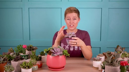 Echeveria 'Perle von Nurnberg' | Succulents and Sunshine