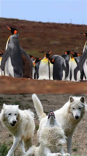 Did you know penguins lay eggs that are soft and not wate...