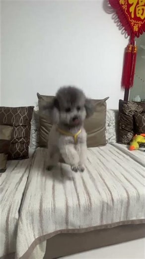A Heartwarming Transformation: The Dog's Healing Touch