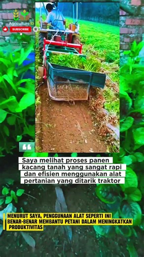 Effective Agriculture: Panen Kacang Tanah Lebih Cepat dengan Alat Modern #agriculturetechnology