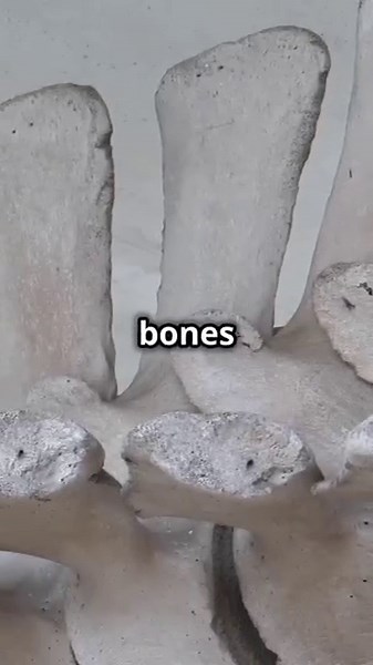 Heaviest Animal in History The Astonishing Perucetus Colossus #shorts #ancient #perucetuscolossus