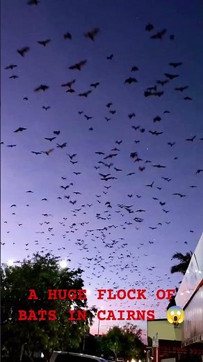 A huge flock of bats flying across the evening sky at sunset 🦇
