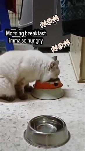 The 7 Muscateers | Why you so hungry, Loona? #cannotstopeating #catfoodgoodness | Instagram