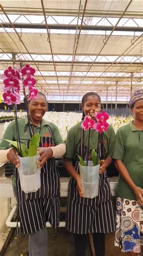 LVG Plants on Instagram: "This Valentine’s Day, we’re celebrating the hands that grow the love. 🌿❤️ Behind every orchid, every anthurium, every perfectly sleeved pot , there is a team who shows up, who nurture, monitor, prune, pack, and prepare with care. At LVG, love isn’t just in the plants. It’s in the dedication. It’s in the detail. It’s in the people. Happy Valentine's Day #ValentinesDay #ProudlyGrown #GreenhouseLife #PeopleBehindThePlants #GrownWithCare"