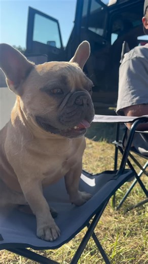 The @aecooly.official camper kit is one of our van life essentials! 🚐 With everything you might need on the go, and these are just a few of the attachments, there are so many more! If you want to get one you can use code DCTJ10 to get yourself a discount of use the link in my bio 🔗 #summer #vanlife #vanlifessential #vanlifeessentials #portablefan #vandogs #dogsummer #summerdog #vandog #sun #summerdays #summerlife #dog #dogs #dogsofinstagram #frenchie #frenchbulldog | TJ The Frenchie