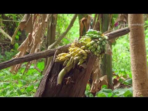 Discover the Amazing Parts of a Banana Tree!