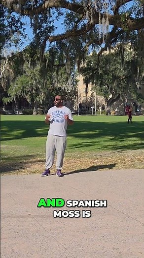 Spanish Moss Explained: Why It Grows on Oak Trees & Supports Wildlife #shorts