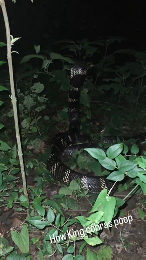Arshad Khan on Instagram: "How King cobras pooping Observing a King cobra in the wild and suddenly it my camera captured a rare moment.. #snakes #snakesgram #kingcobra #snakereels #igers #fyp #instareel #insta"