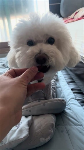 한복입고 간식 먹는 호두의 일상❤️💕🎶😎😍😍 #강아지쇼츠 #호두의일상 #간식먹방