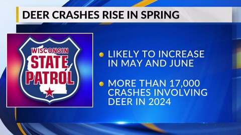 WisDOT: Deer crashes rise during late spring, officials urge drivers to stay alert