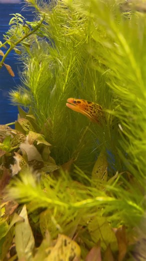 Here at Capital Exotic Fish we have a HUGE selection of fish that are unique and not what you typically see at your local pet store. Come by and visit us next time your in Washington DC #tigermorayeel #rarefish #petshop #aquariumstore #fishstore #washingtondc