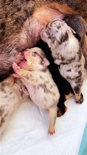 幸せを運ぶ子犬 #KoreaPuppies #JapanDogs