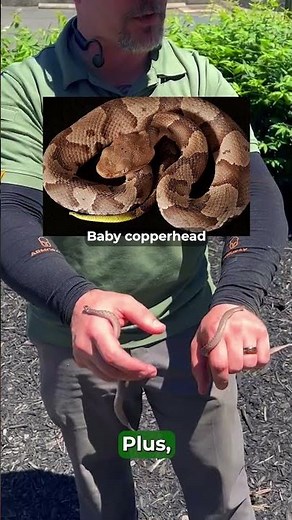 DeKay Brown Snakes vs Baby Copperheads #snakes #copperhead #dekaybrownsnake #fyp #wildliferemoval
