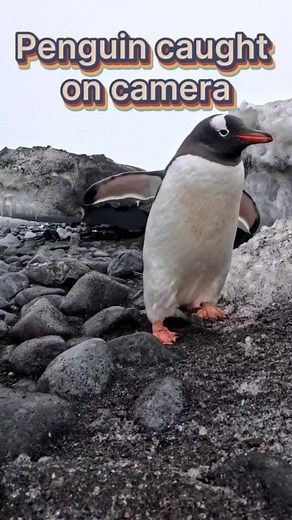 Penguins Migration in Antarctica