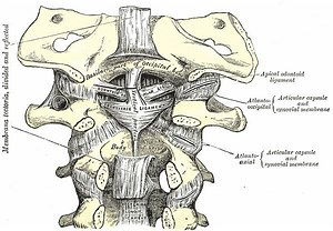 Tectorial membrane of atlanto axial joint - Alchetron, the free social encyclopedia