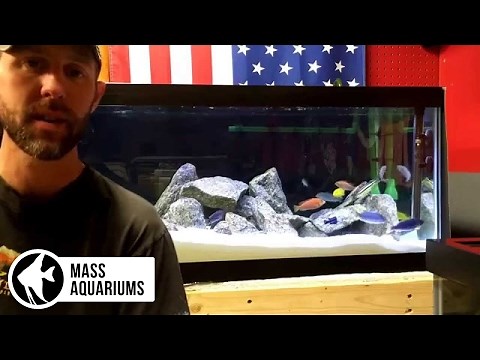 African Cichlid's in a 40 gallon Breeder