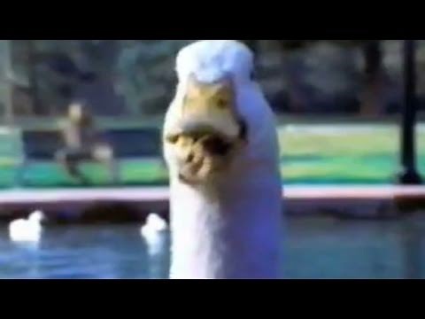 Aflac gets its quack back