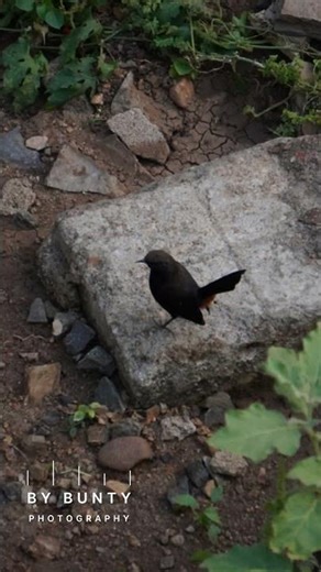Nature Through My Lens 🌿 | Birds, Cows & Everyday Beauty