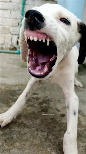 “Angry Puppy vs Stranger 🐕💢 | Real Barking Sound”