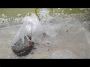Hydrogen Production via Dark Fermentation.