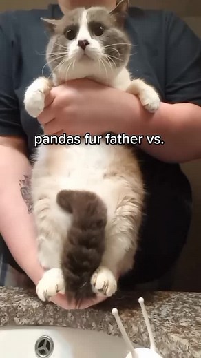 Adorable Cats: From Tiny to Chonky