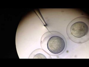 Larissa Williams microinjecting zebrafish embryos