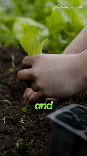Start Your Kitchen Garden with Just 5 Seeds 🌿 Beginner Friendly & Easy