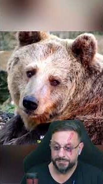 Kodiak bear #biologohenrique #animals #smartanimal #biologist
