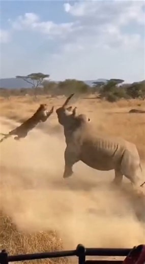 Watch This Brave Rhino Defend Her Calf From a Leopard