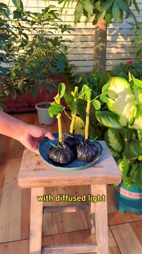 Propagate lemon tree like this and you can harvest more fruits at all time | Lee Yumi