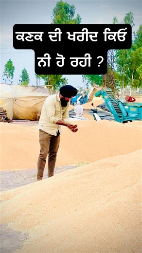 wheat harvesting, punjab Mandi board, punjab government wheat procurement,