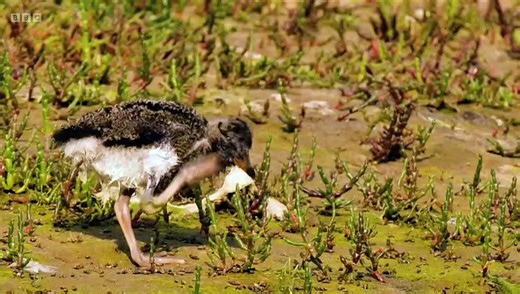 Springwatch 2023 episode 11