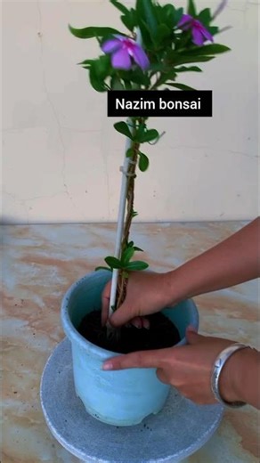 Periwinkle braided propagation by cuttings! #flowergrowingtips #flowergrowingknowledgeandskills