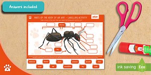 Parts of the Body of an Ant - Labelling Activity