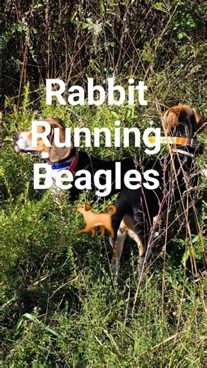 Rabbit Running Beagles – Quick Action 🐕 #puppy #howtotrackarabbit #nature #beagledog