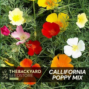 California Poppy Seed Mix: Wildflower Seeds for Sunny Gardens - Etsy