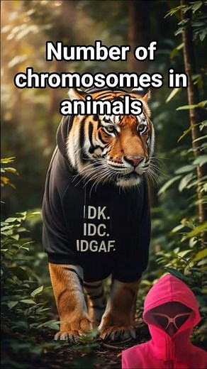 Number of chromosomes in animals