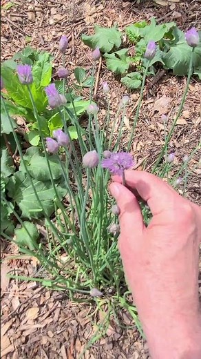 The Chives Are Starting To Bloom!