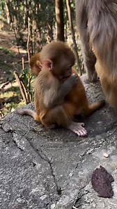 8.6K views · 83 reactions | Cute monkey Baby 朗藍 #monkey #funnymonkey #monkeyseemonkeydo | Funny Voice Over | Facebook