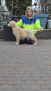 Navilis Jagger- 3 months Terra di Siena Sicilia & Enjoy Morning Walk Golden Marell's | Navilis golden retrievers