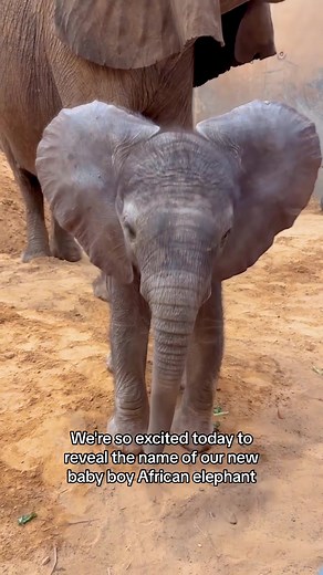 Exciting Baby Elephant Name Reveal at Toledo Zoo