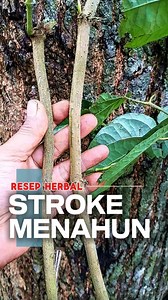 Ramuan Herbal Stroke Menahun #akarputerimalu #sirihhutan | Banyu Langit Herbal