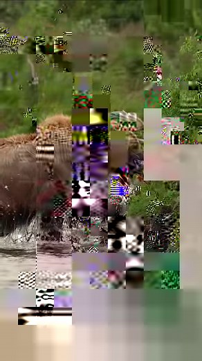 Filming a bear catching salmon using the Cartoni Focus 12 fluid head and Stabilo tripod | Harry Collins Photography