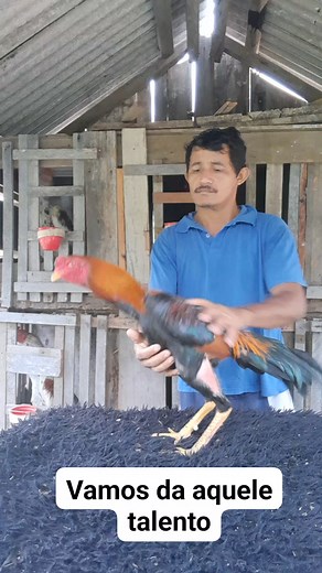 1.6M views · 8K reactions | #BBB24aovivo #BBBNoGloboplay #galinhaspoedeiras #originalidade #original #MATRIZ #galos #pintinhos #ovos #fantastico #talentonacional | cocheira galos Moura | Facebook