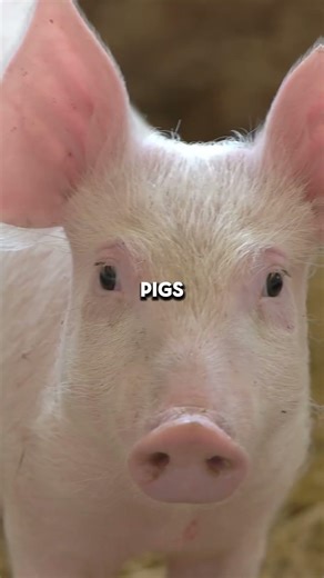 Pigs Are Smarter Than Dogs 🐷🧠 #science #animals #smartpigs